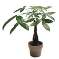 Money Tree / Pachira Plant in Ceramic Pot